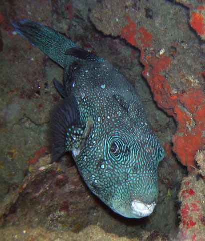 Arothron caeruleopunctatus (Pesce palla a punti blu)